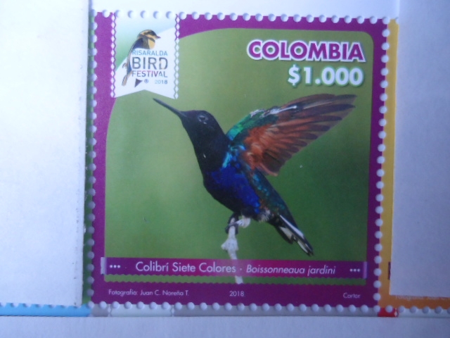 Colibrí Siete Colores - Boissoneaua Jardini - Risaralda Bird Festival 2018.