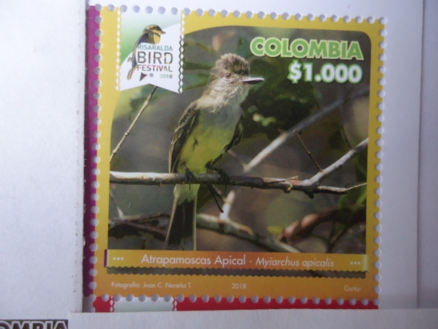 Atrapamoscas Apicol - Myiarchus Apicalis - Risaralda Bird Festival 2018.