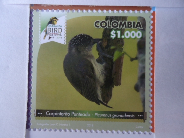 Carpintrito Punteado -Picumnos Granadensis - Risaralda Bird Festival 2018