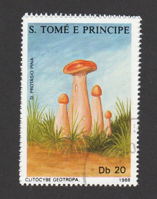 Clitocybe geotropa