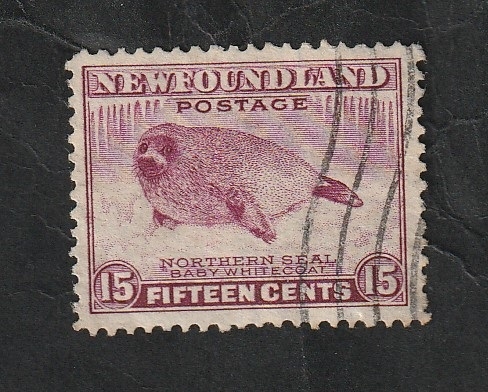 Newfoundland-Terranova 181 - Cría de foca