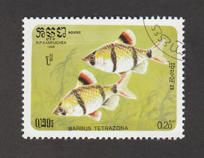 Barbus tetrazona