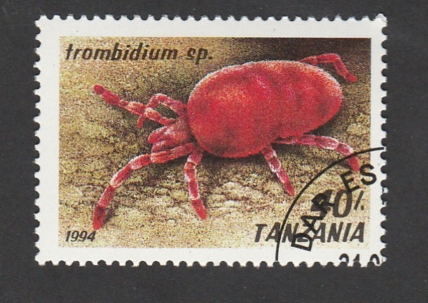 Trombidium sp.