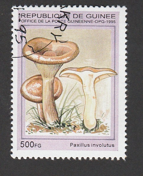 Paxillus involutus