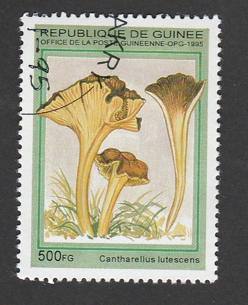 Cantharellus lutescens