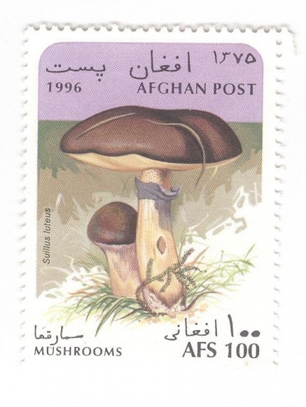 Setas. Suillus Luteus