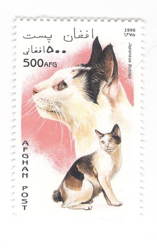 Gatos. Japanese Bobtail