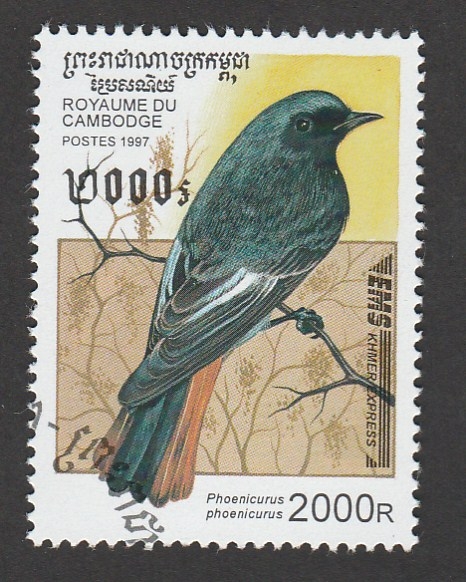 Ave Phoenicurus phoenicurus