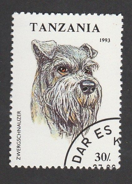 Perro zwergschnauzer