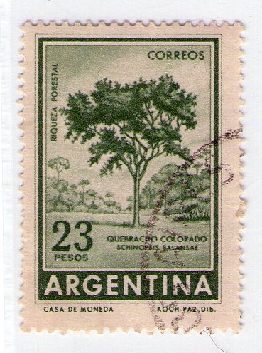 42  Quebracho colorodao 