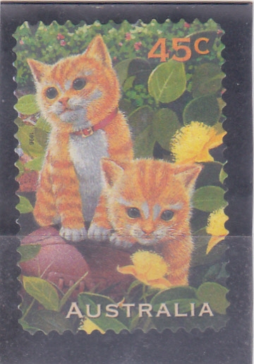 gatitos 