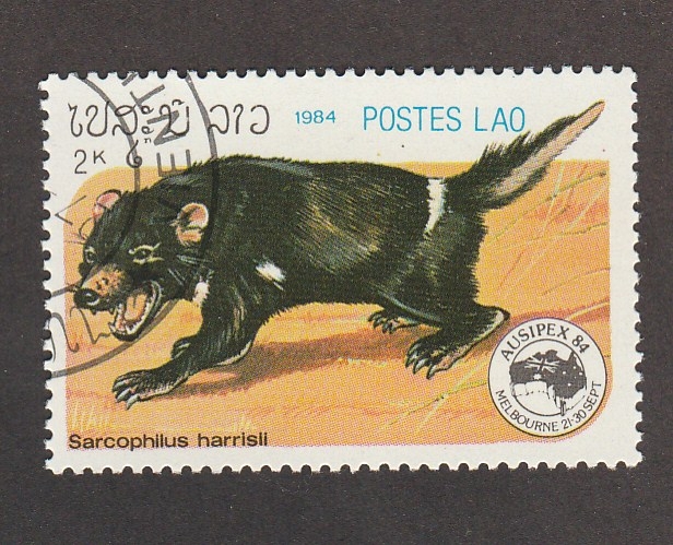 Sarcophilus hsrris