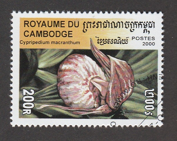 Cypripedium macranthum