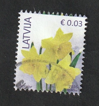945 - Flor, Narcisos
