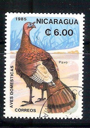 pavo