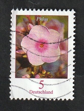 3084 - Flor Phlox