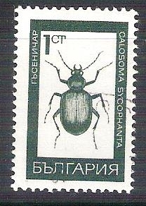 escarabajo RESERVADO