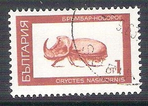 escarabajo RESERVADO