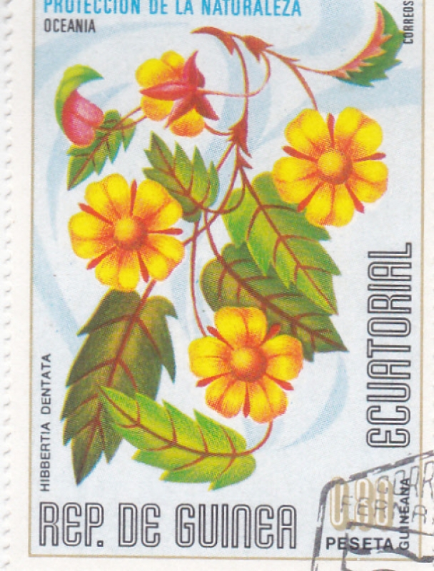 flores- Hibbertia dentada 