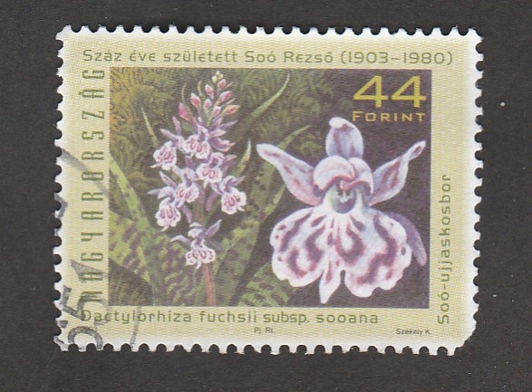 Dactylorhiza fuchsii