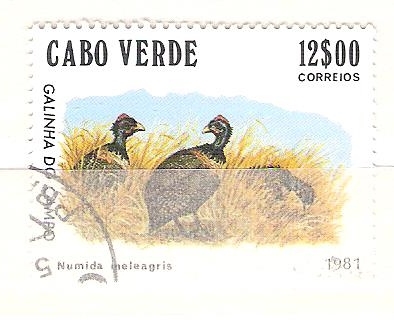 guinea de campo RESERVADO