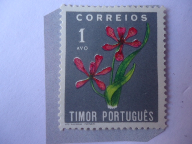 Timor Portugués - Belamcanda Chinensis