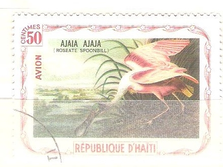 ajaia ajaja RESERVADO