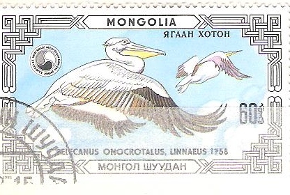 Pelecanus onocrotalus