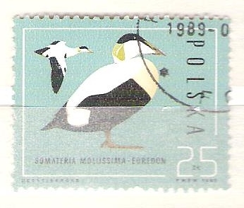somateria mollsssima