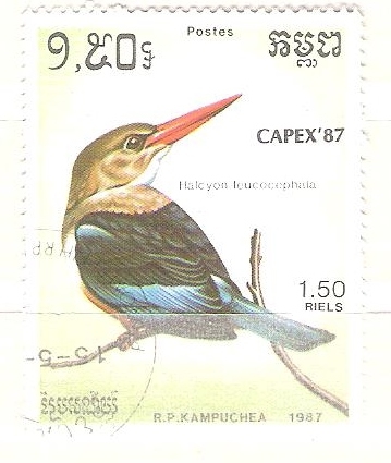 halcyon leucocephala