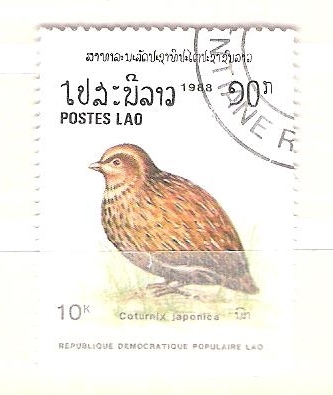 coturnix japonica