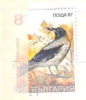 corvus corone cornix