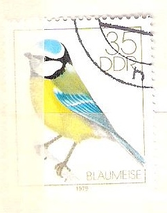 blaumeise RESERVADO