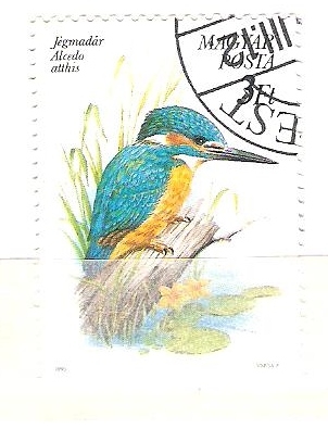 alcedo athis RESERVADO