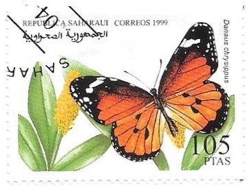 mariposas