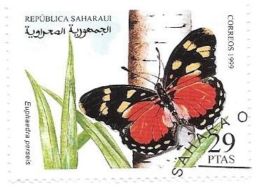 mariposas