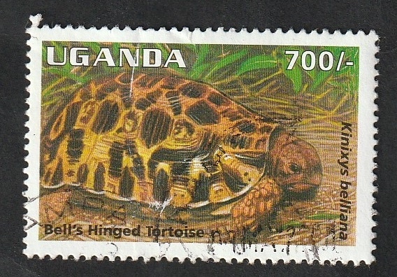 1239 - Tortuga