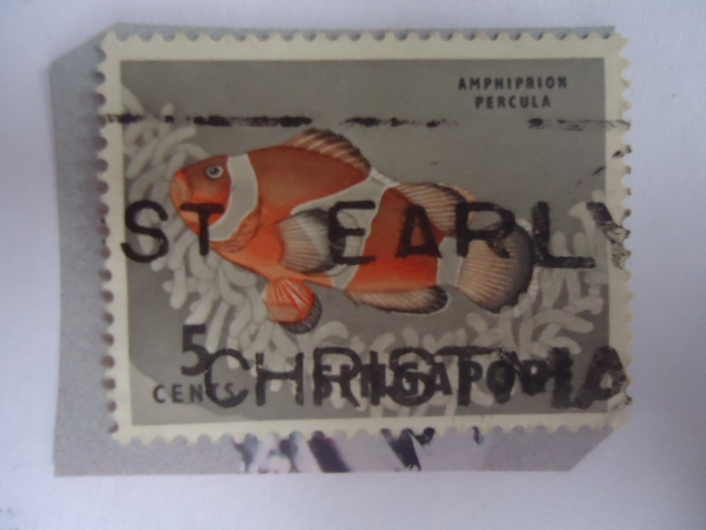 Percula Clownfish - Amphipriom Percula - Serie:Flora y Fauna