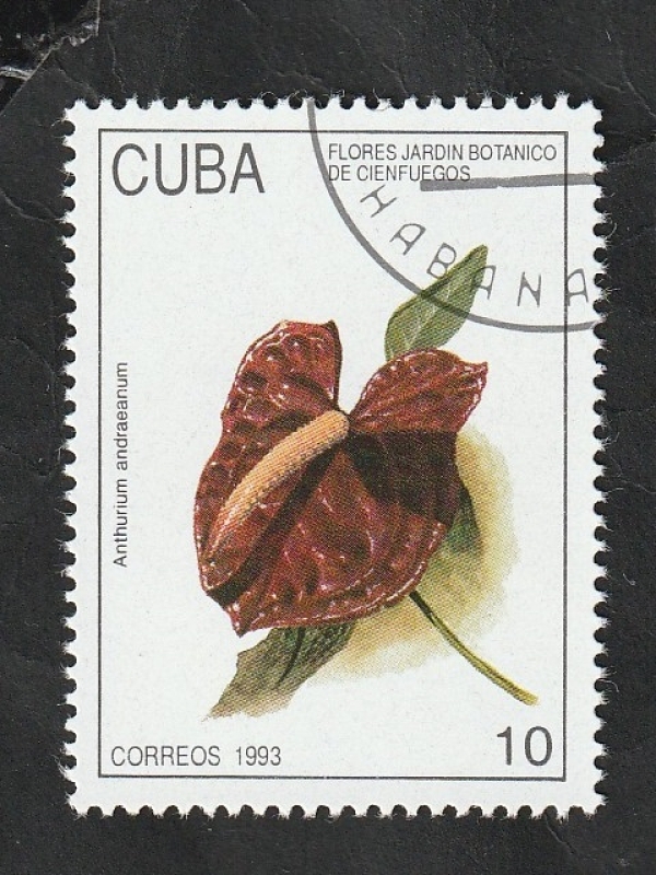 3315 - Flor del Jardín Botánico de Cienfuegos