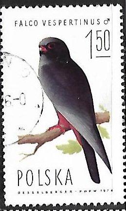 Aves rapaces - Falco vespertinus