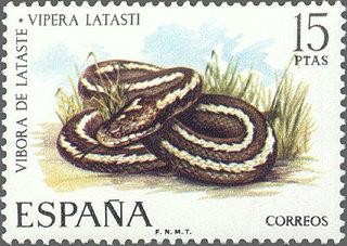 2196 - Fauna hispánica - Víbora de Lataste
