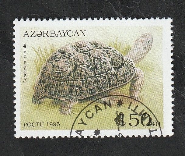 217 - Tortuga