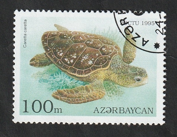 216 - Tortuga