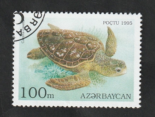 216 - Tortuga