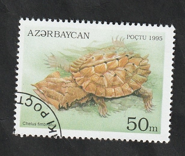 215 - Tortuga