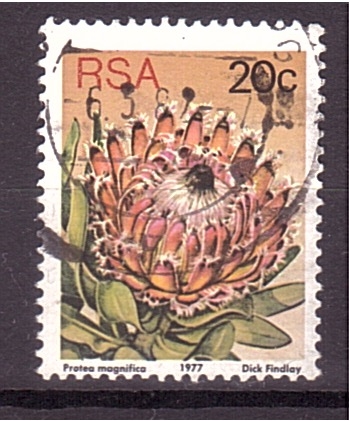 serie- Plantas proteas