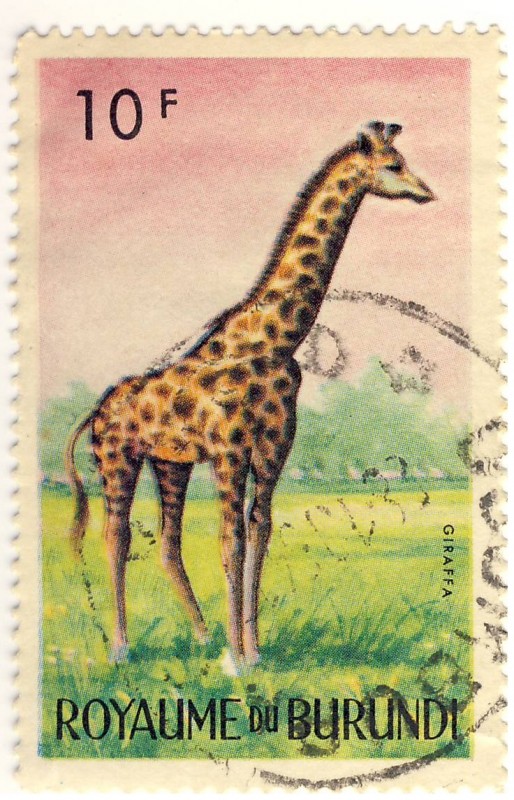 GIRAFFA