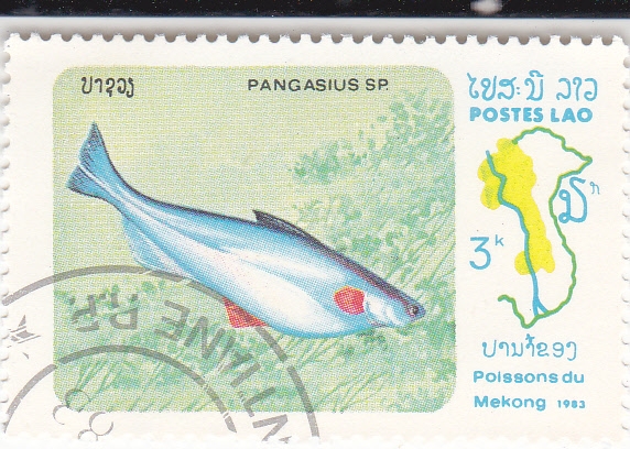 PEZ PANGA