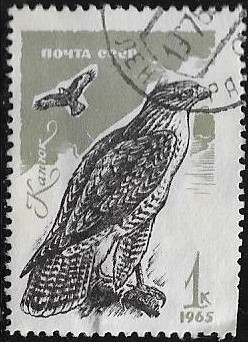 Águila ratonera (Buteo buteo)  1965  1 kopek