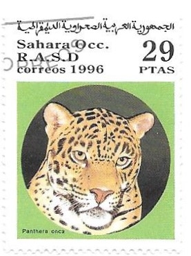 felinos